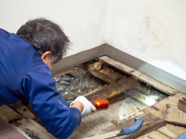 Best Attic Mold Removal  in Aberdeen, IN