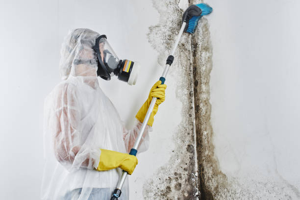 Best Commercial Mold Removal  in Aberdeen, IN