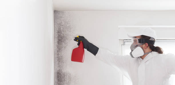 Office Mold Removal Services in Aberdeen, IN