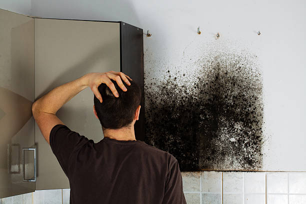 Best Toxic Mold Removal  in Aberdeen, IN