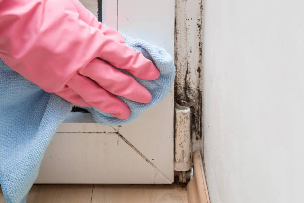 Best Black Mold Removal  in Aberdeen, IN